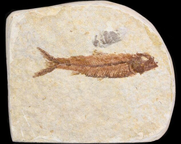 Small Knightia Fossil Fish - Wyoming #41032